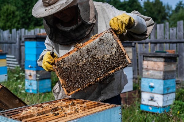Où découvrir les traditions de l'apiculture dans les montagnes de Slovénie ?